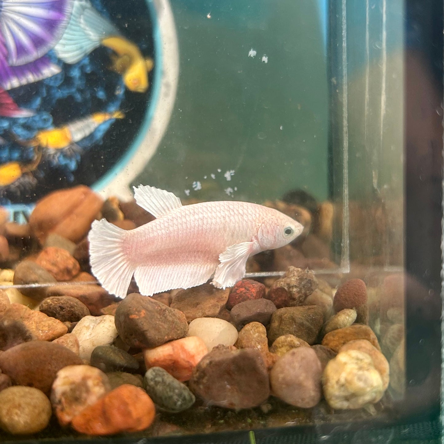 Dumbo White Plakat - Female Betta 052