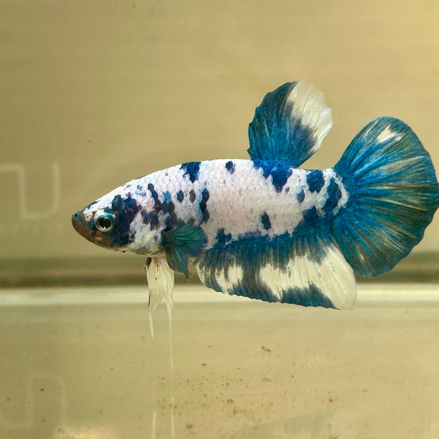 Blue Marble Dot Plakat - Male betta 176