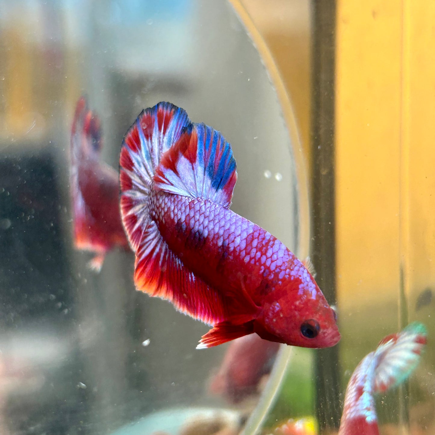 Red Fancy Hellboy Plakat - Male Betta 007