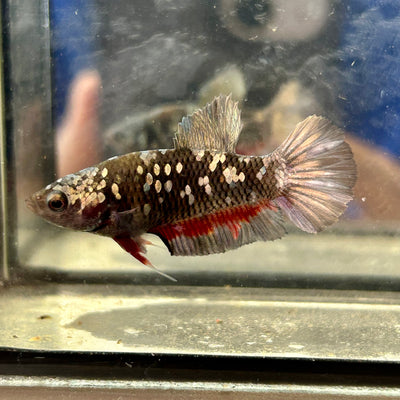 Avarta Copper Plakat - Female Betta 049
