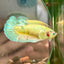 Dumbo Green Neon Plakat - Female Betta 043