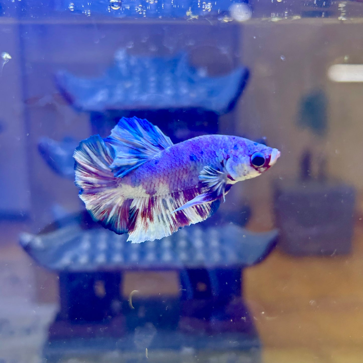 Red Snow Barongsai Plakat - Male Betta 064