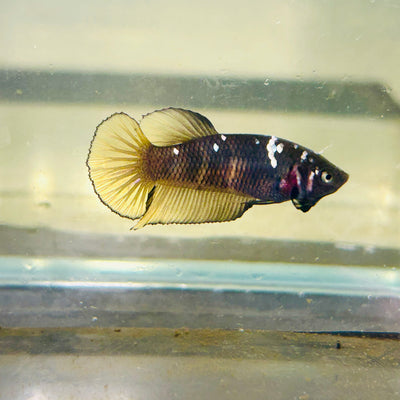 Avarta Yellow Copper Plakat - Female betta 104