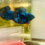 Plakat Avarta Nebula Male Betta #M107