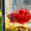 Super Red Plakat - Male Betta