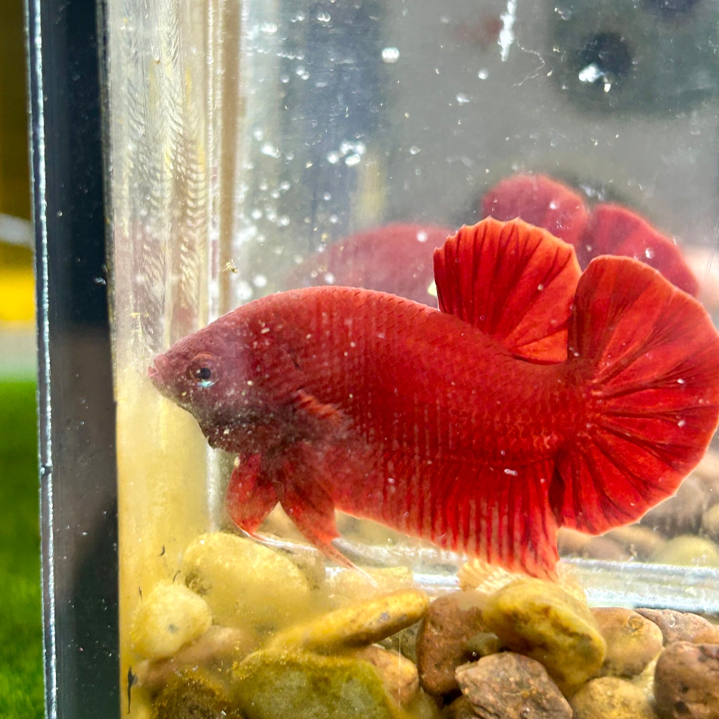 Super Red Plakat - Male Betta