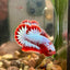 Red Fancy Copper Plakat - Male Betta 120