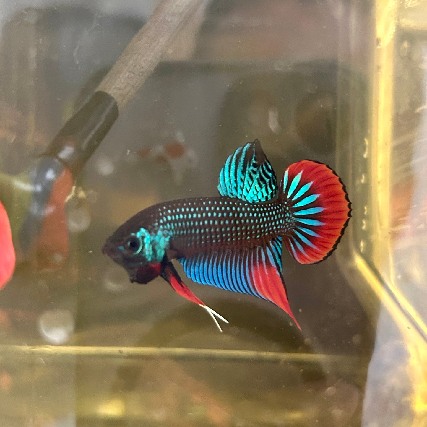 Wild Imbellis Green - Male Betta 171