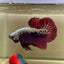 Blood Samurai Plakat - Male betta 114