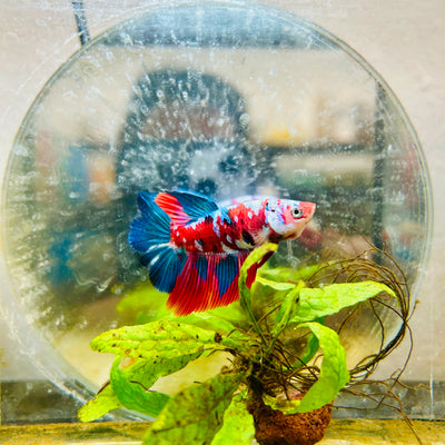 Halfmoon Red Koi Galaxy Female Betta #A93
