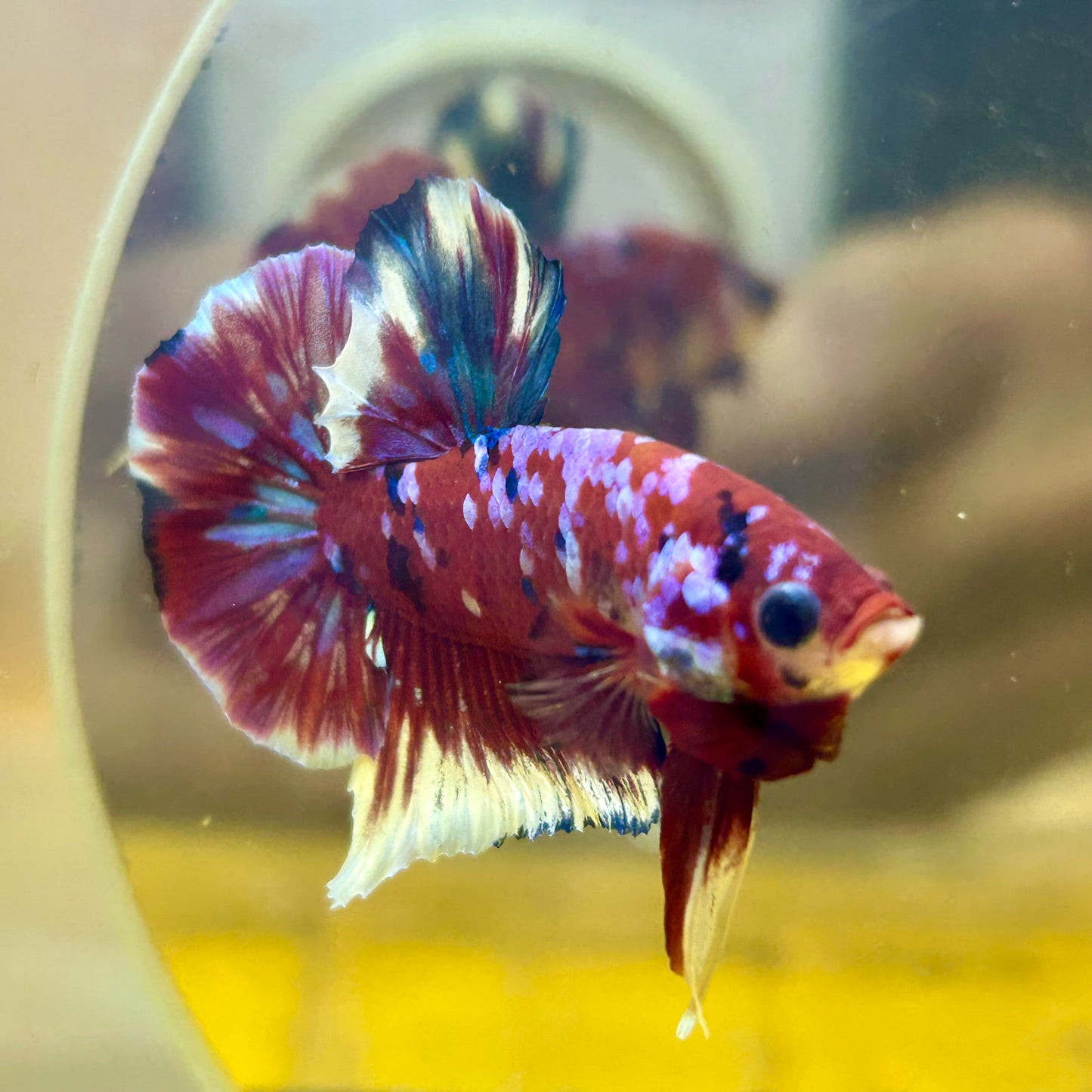 Red Koi Galaxy Plakat - Male Betta 143