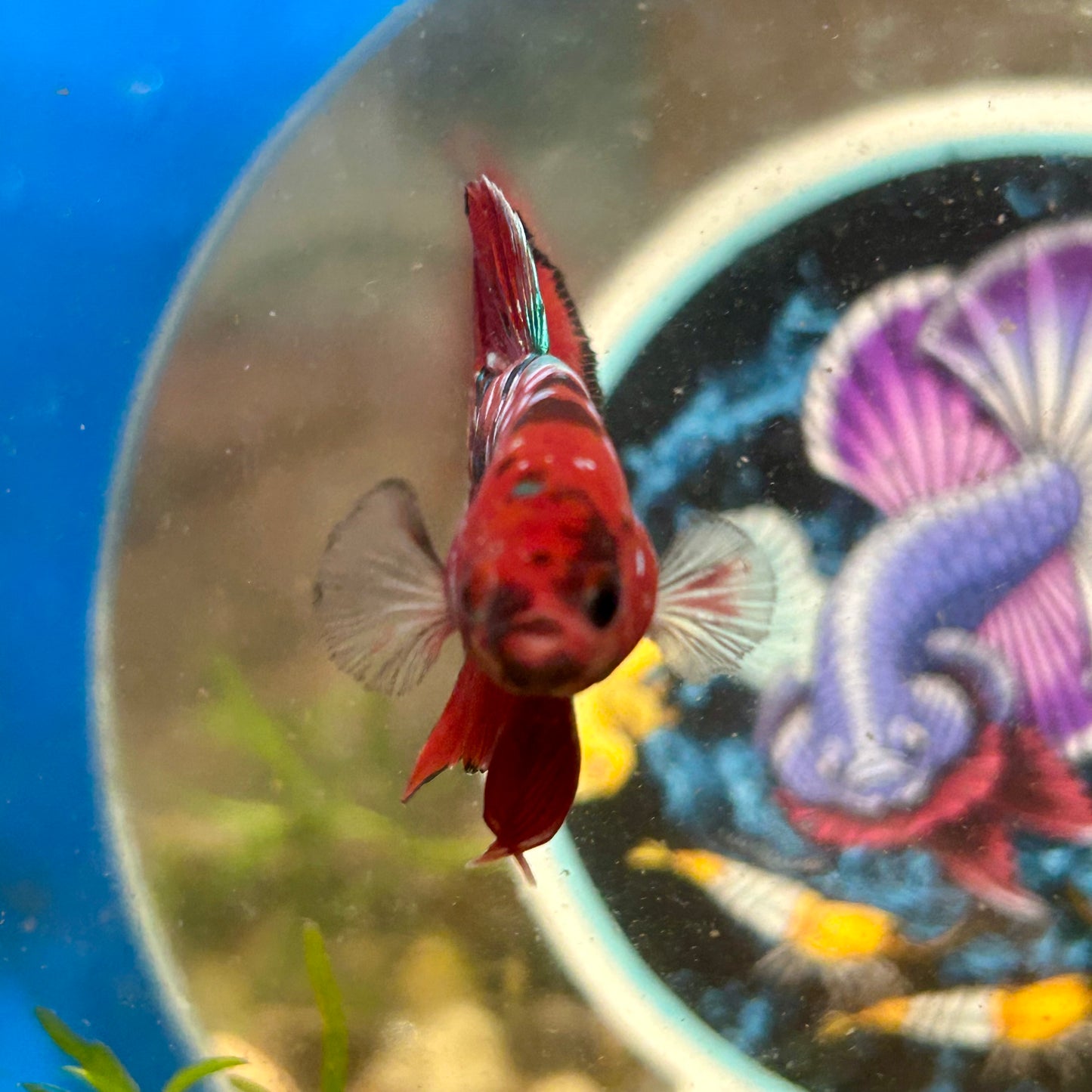 Red Koi Galaxy Plakat - Male Betta 078