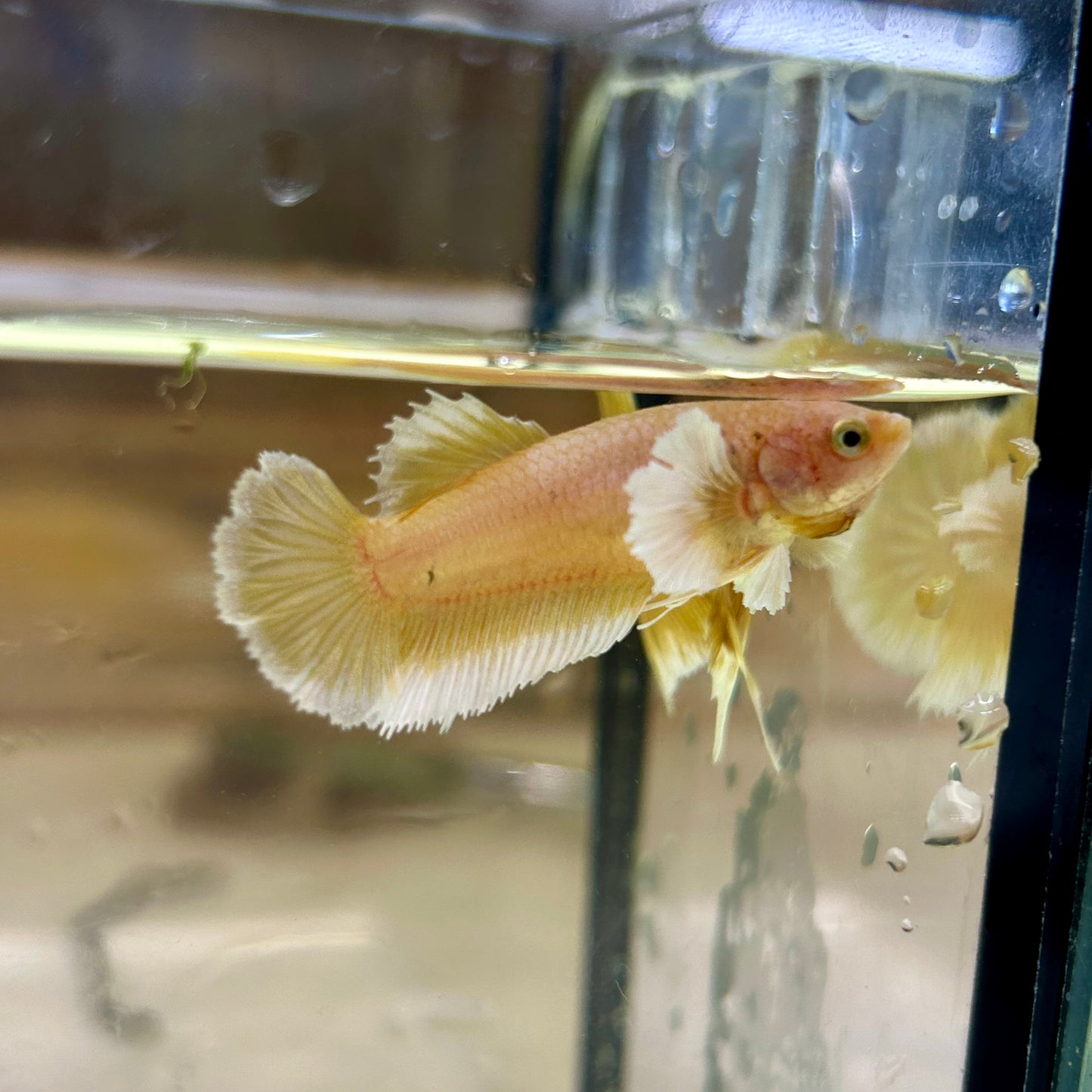 Dumbo Gold Vanda Plakat - Female Betta 145