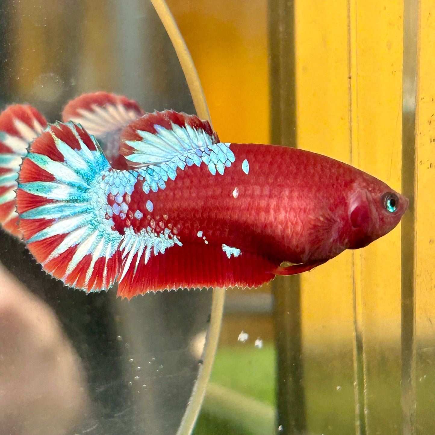 Red Fancy Plakat - Female betta 140