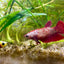 Red Gold Copper Halfmoon - Female betta