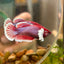 Dumbo Lavender Plakat - Female Betta 113