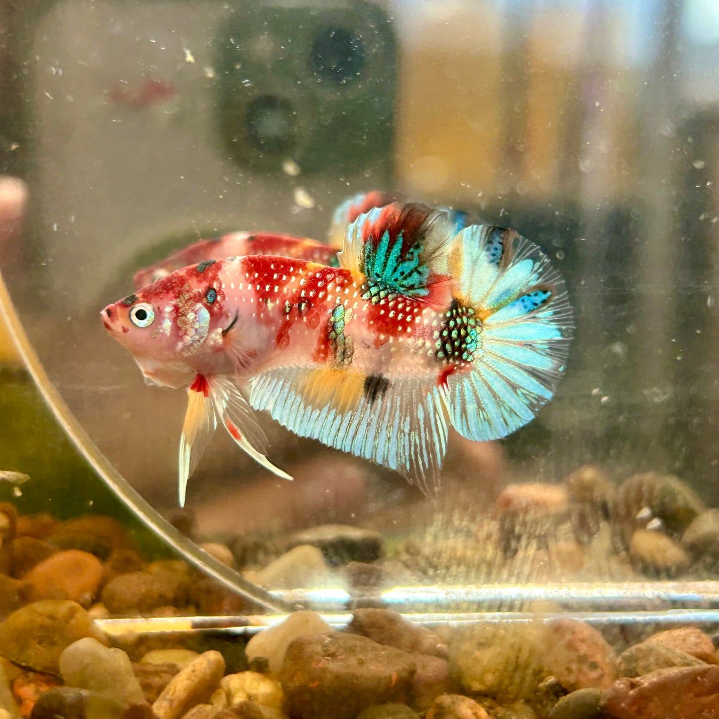 Multicolor Koi Metallic Plakat - 122