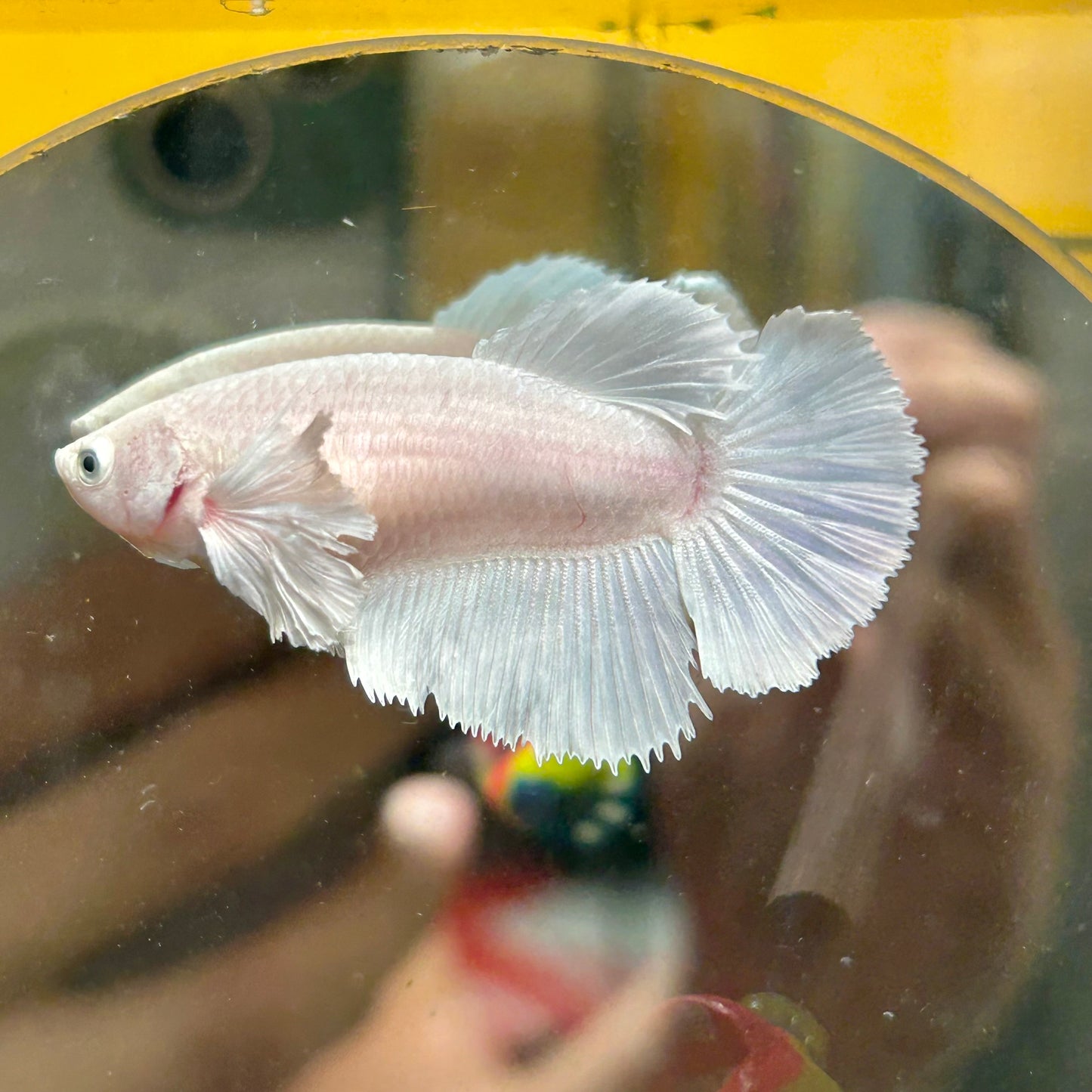 Dumbo White Halfmoon - Female Betta 114