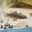 Alien Copper Wild Hybrid - Female Betta