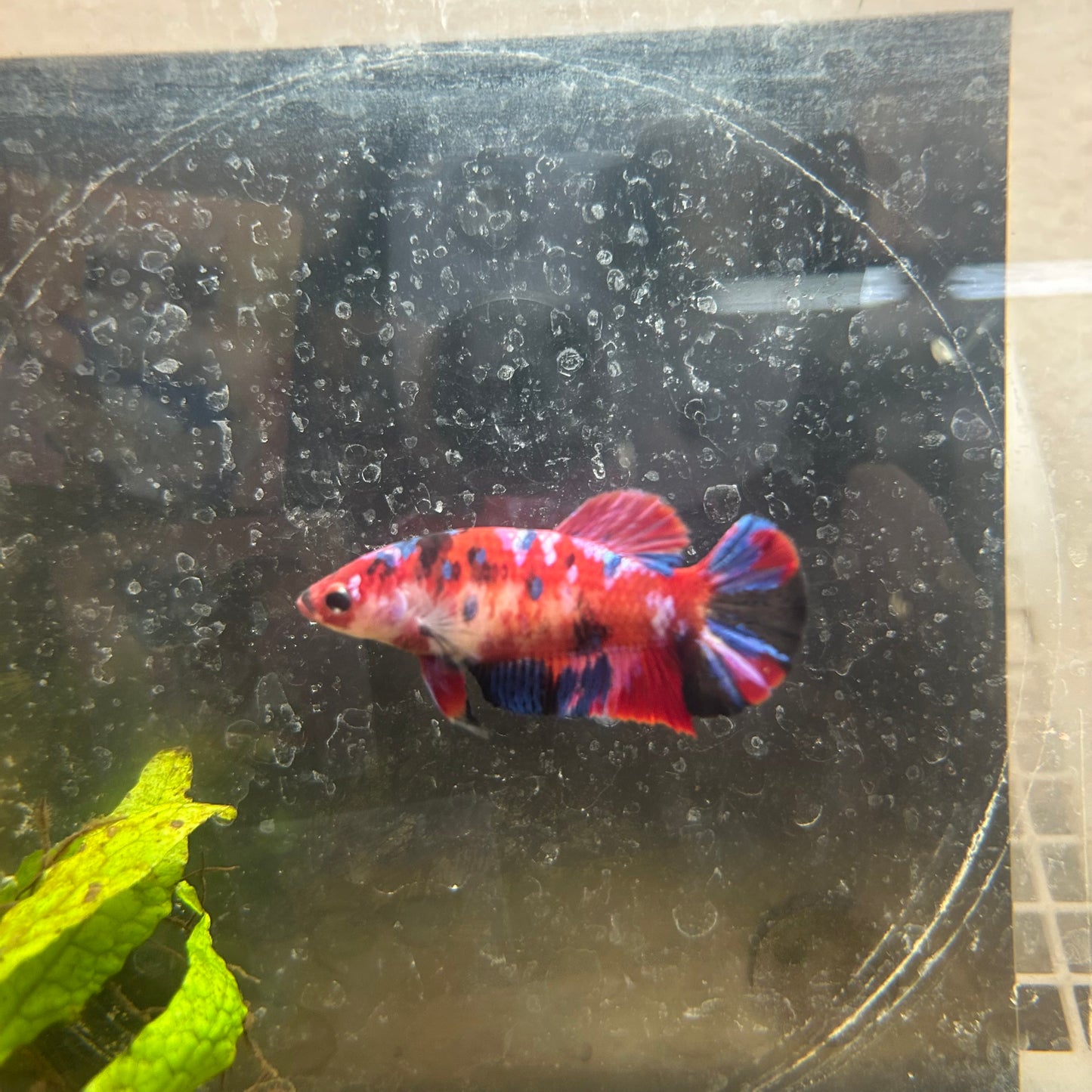 Plakat Red Koi Galaxy Female Betta #200