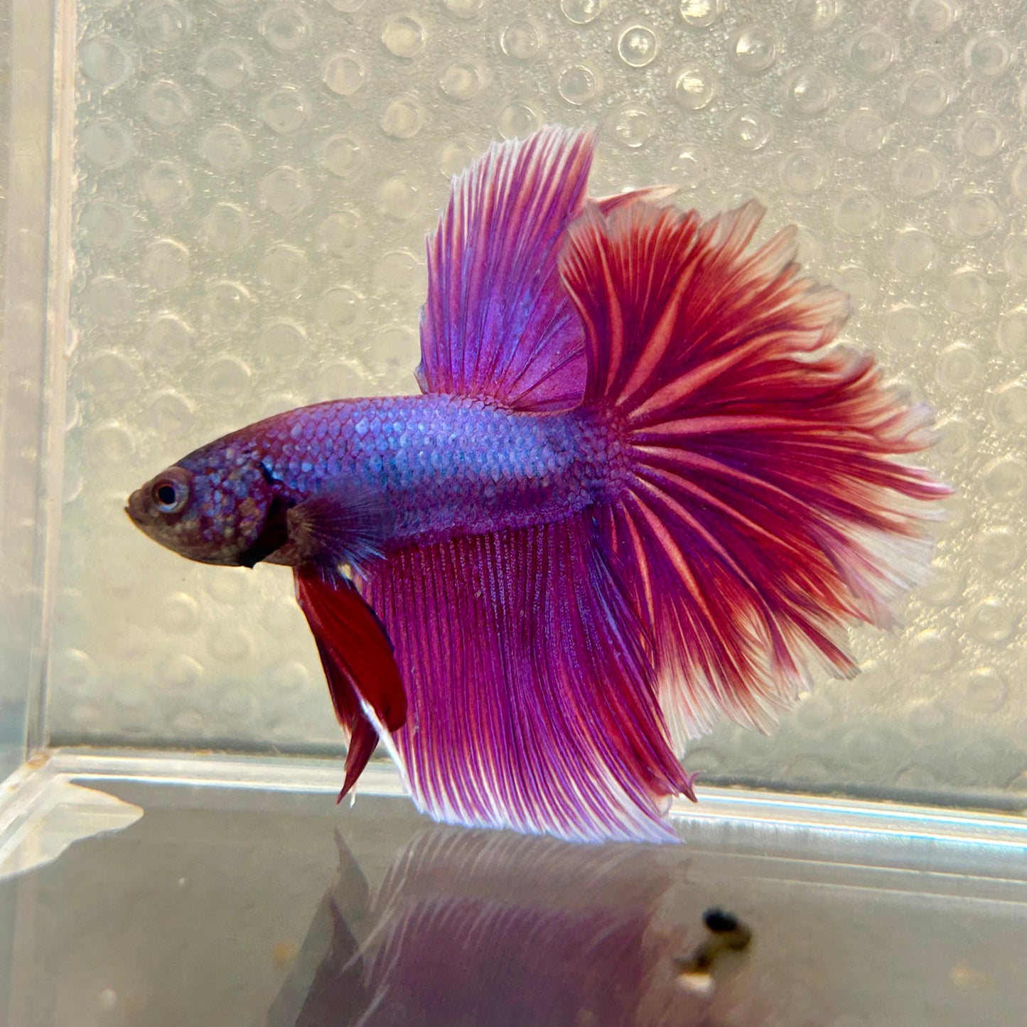 Purple Pink Halfmoon - Male Betta 177