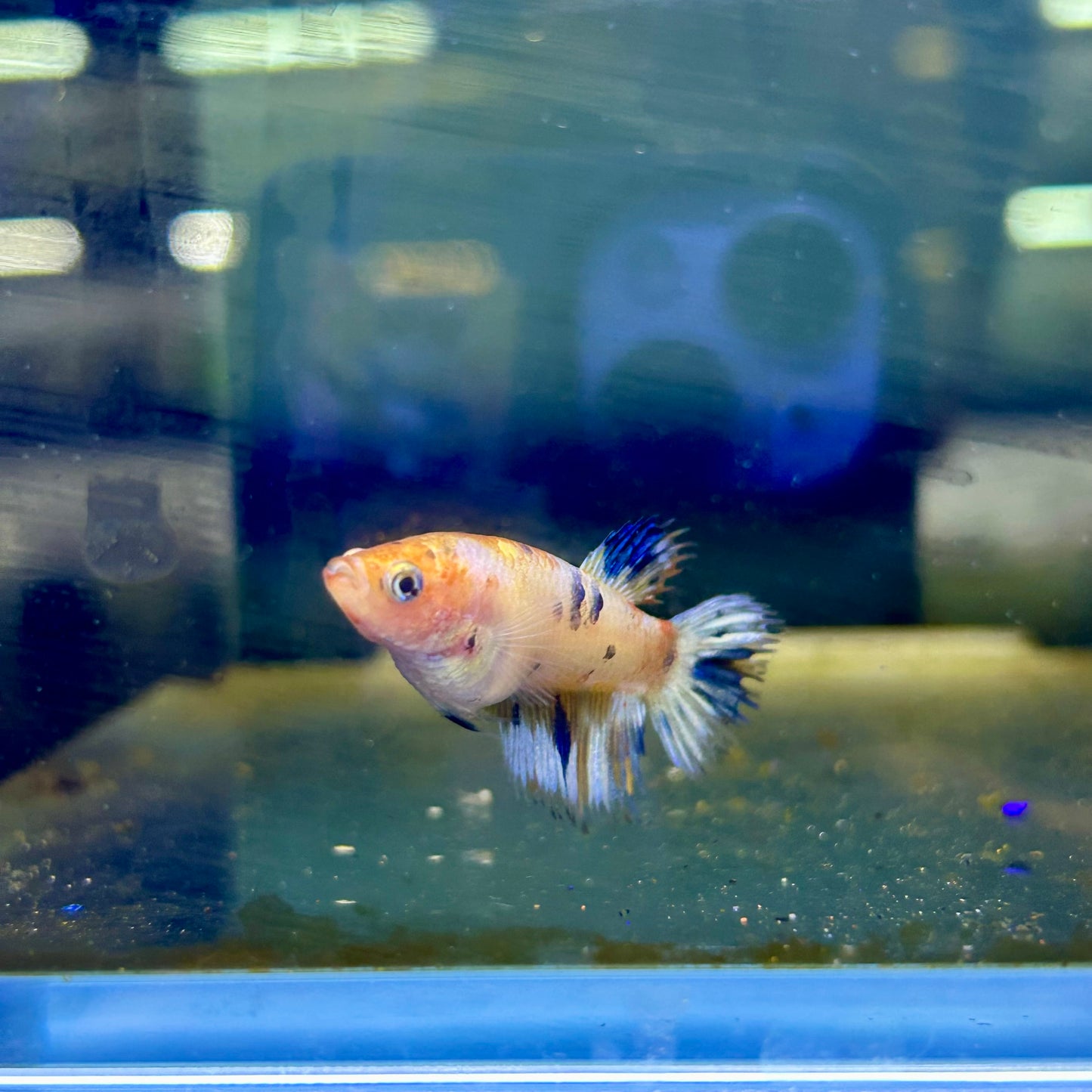 Koi Metallic Crowntail - Female Betta #N51