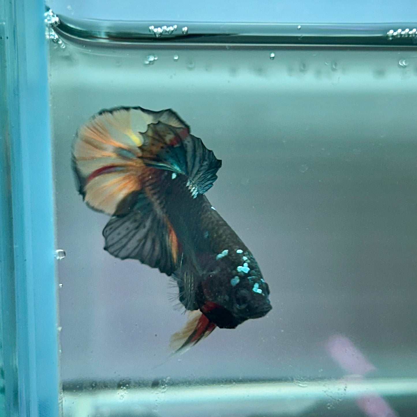 Nebula Copper Avarta Plakat - Male Betta 181