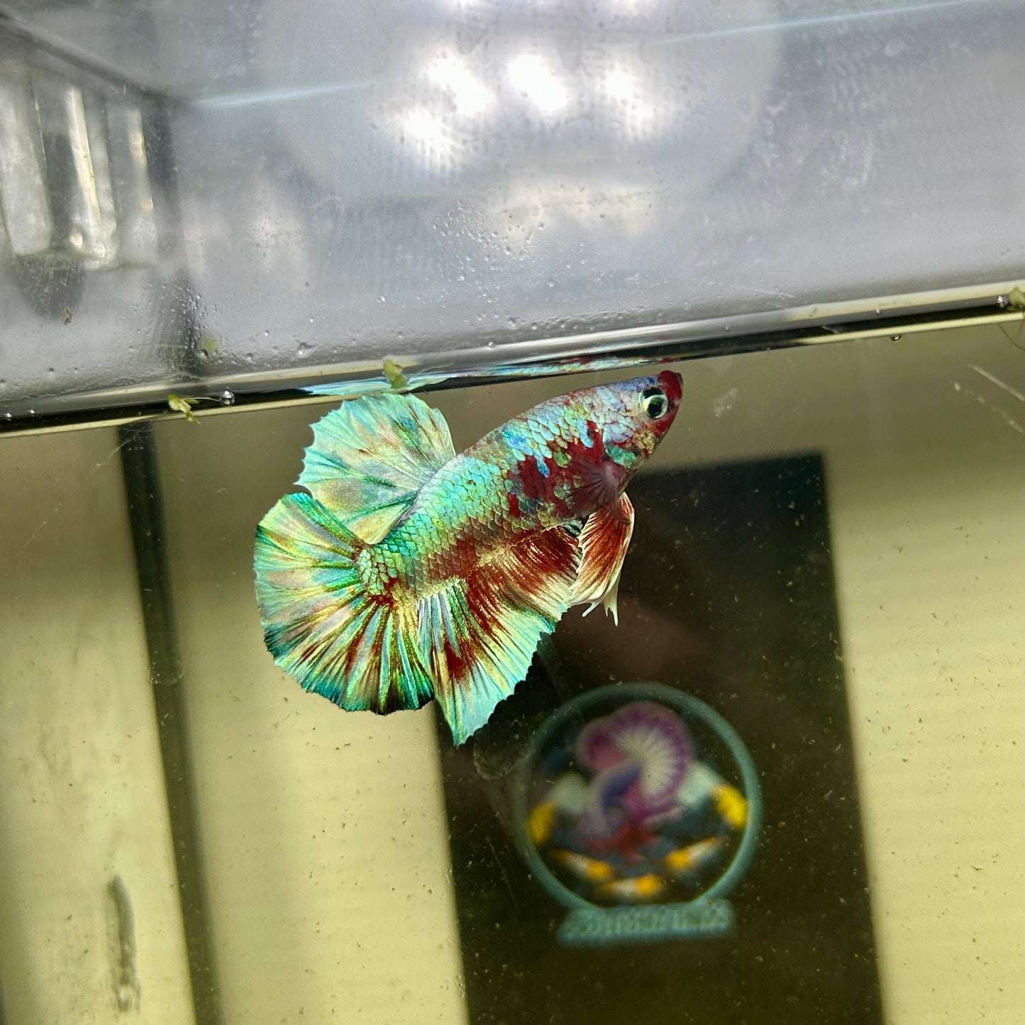 Red Koi Barongsai Plakat - Male betta 044