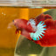 Red Fancy Plakat - Female betta 051