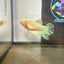 Pastel Feather Tail - Female betta 086