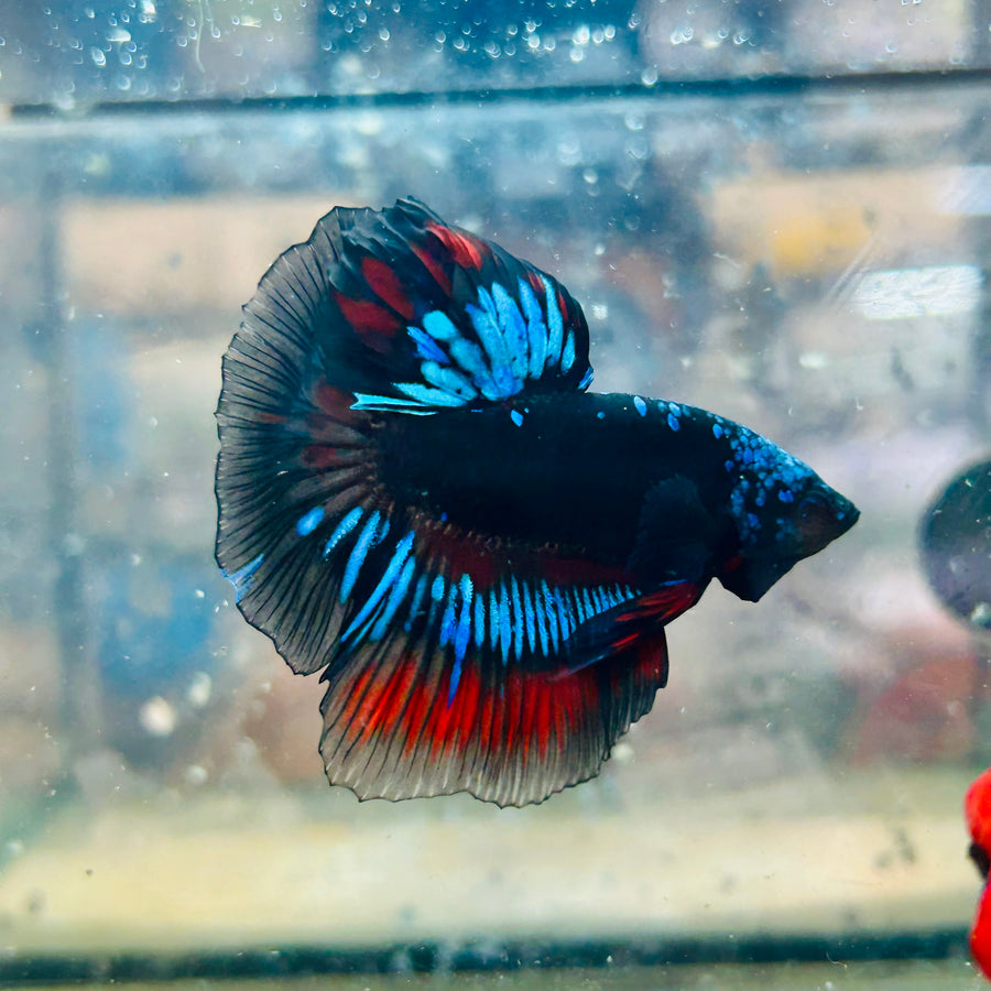 Halfmoon Red Koi Copper - Male Betta #030