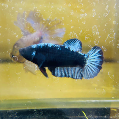 Avarta Black Light Plakat - Female betta 187