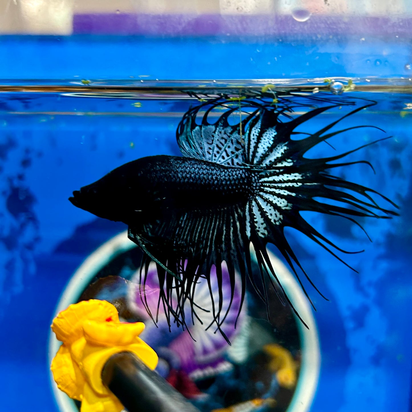 Black Orchid Crowntail - Male Betta 058