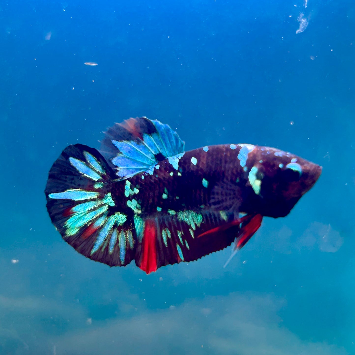 Avarta Nebula Plakat - Male Betta 148