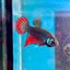 Wild Imbellis Green - Male Betta 045