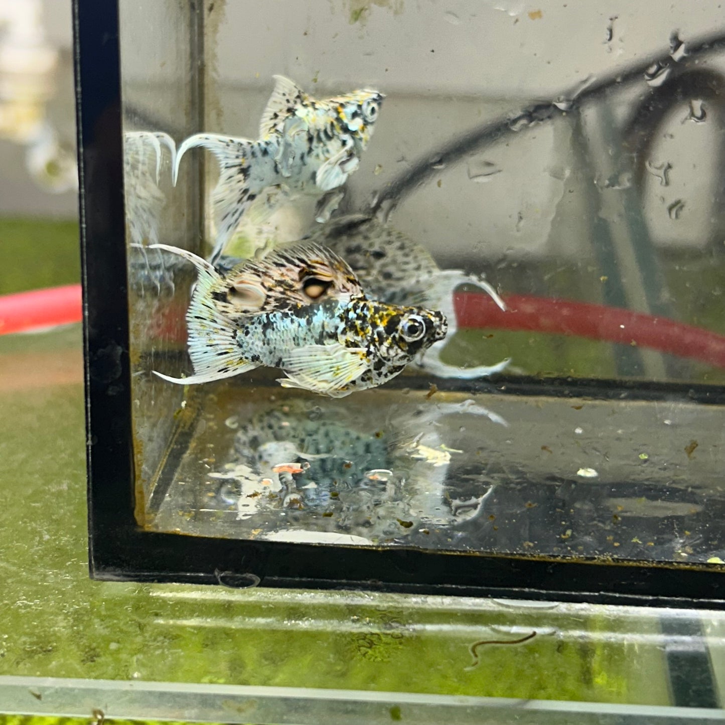 Tri-color Balloon Molly Fish