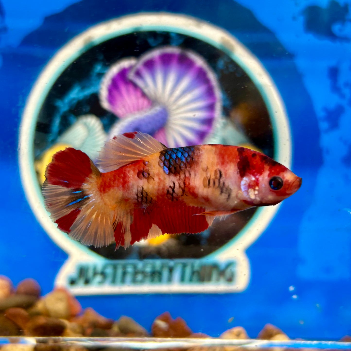 Nemo Koi Classic Plakat - Female Betta 128