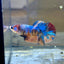 Multicolor Koi Plakat - Female Betta 099