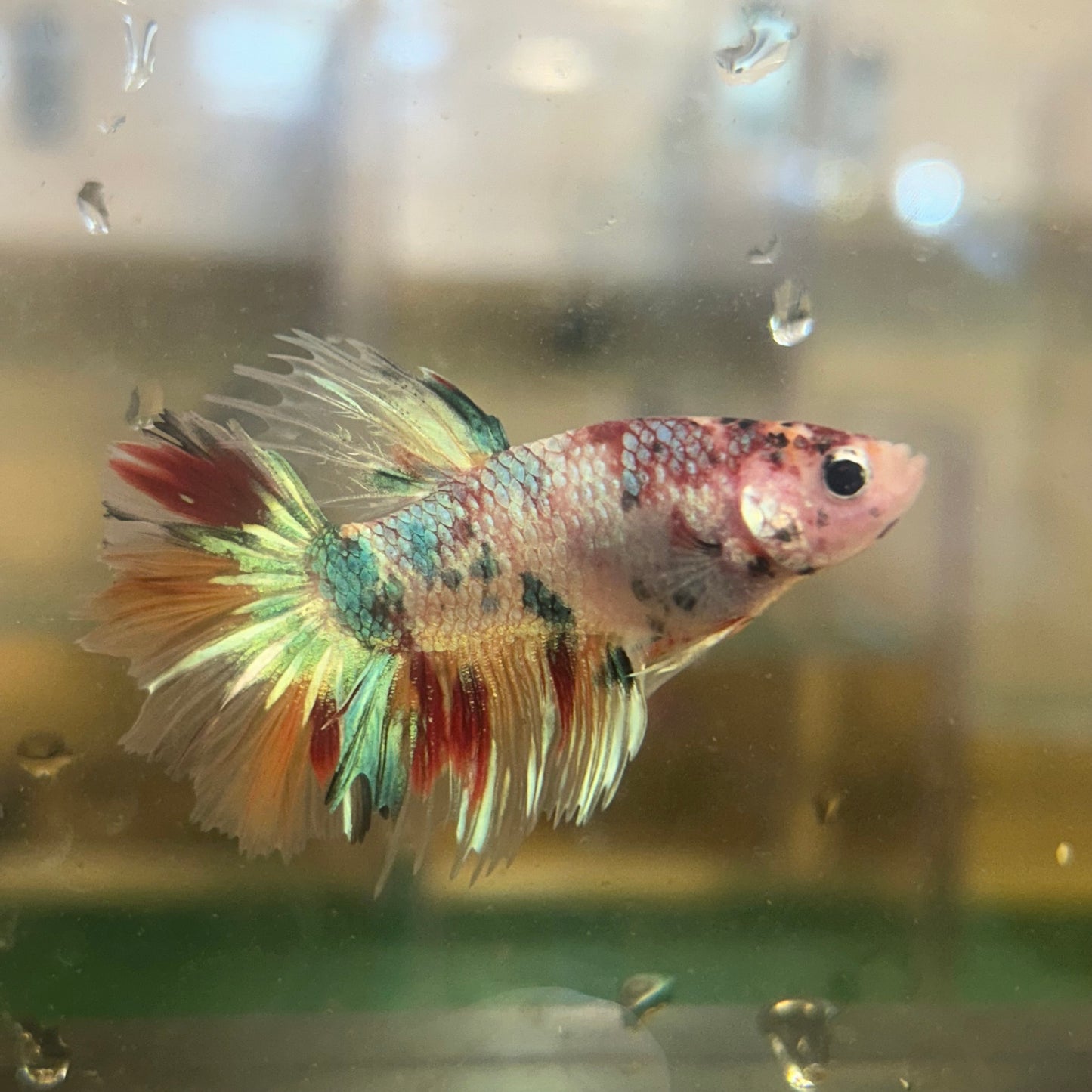 Cá Koi Crowntail - Cá Betta đực 23