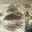 Sterbai Corydoras