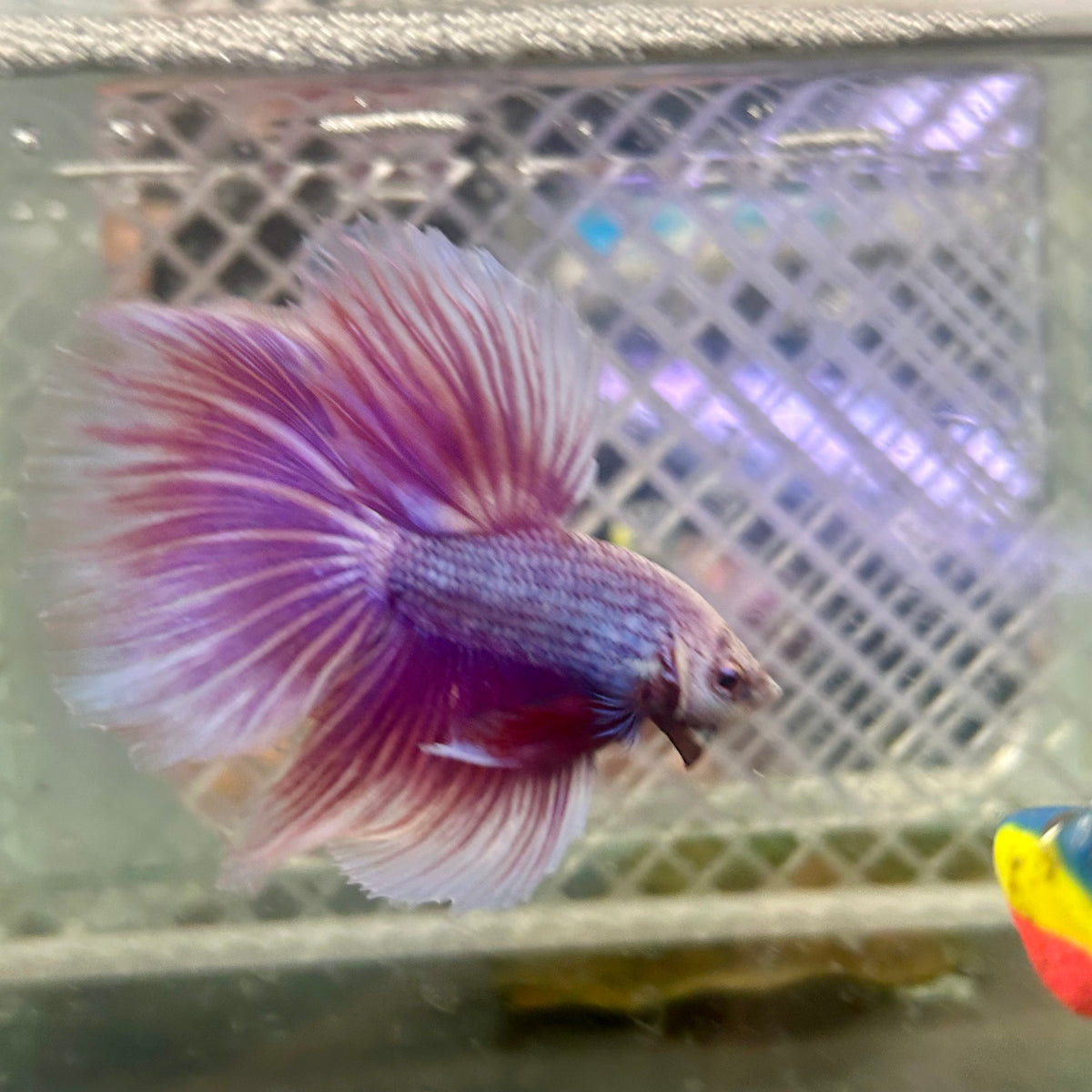 Halfmoon Purple Pink - Male Betta #153