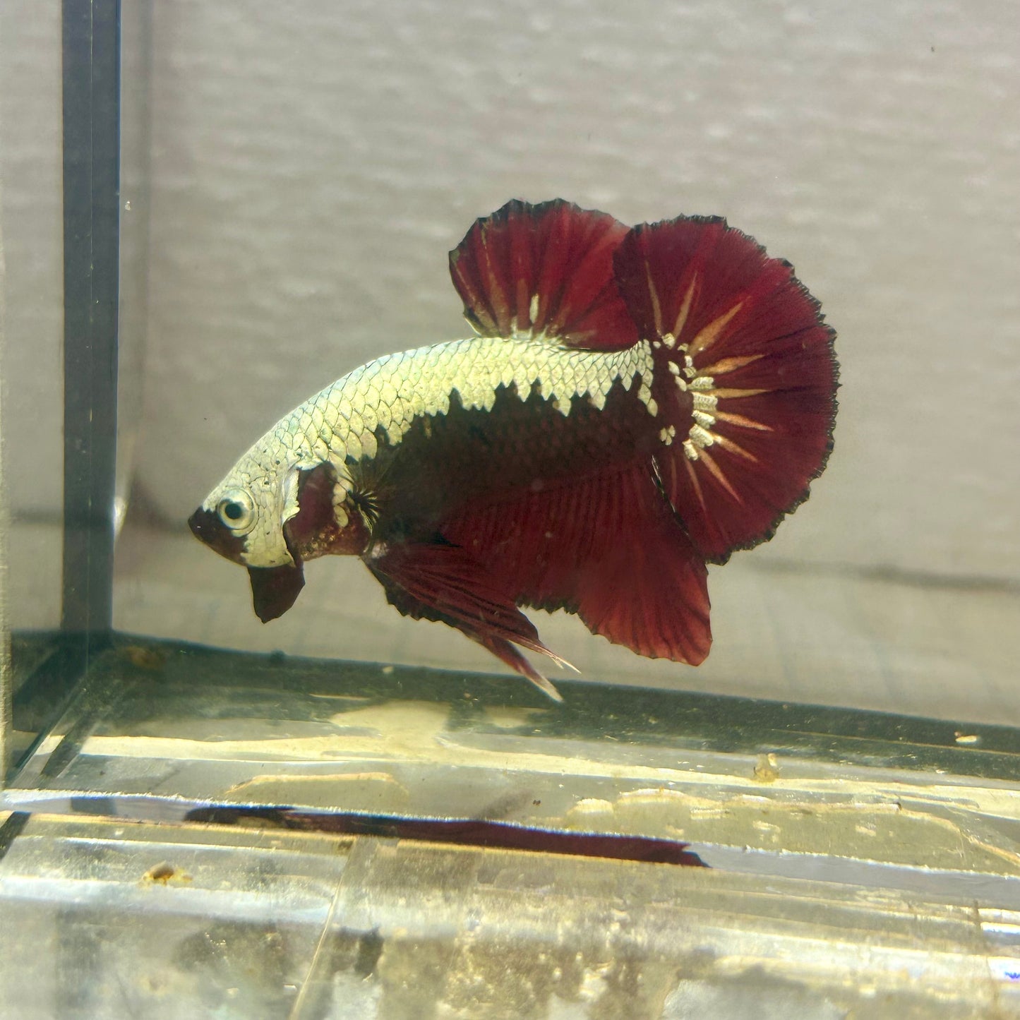 Blood Samurai Plakat - Male betta 009