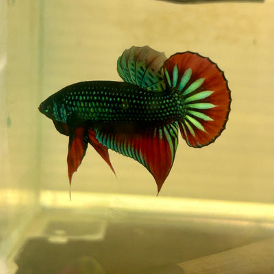 Wild Imbellis Plakat - Male Betta A59