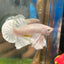 Dumbo White Platinum Plakat - Male Betta 069 Breeder Grade