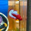 Red Fancy Hellboy Plakat - Male Betta 109