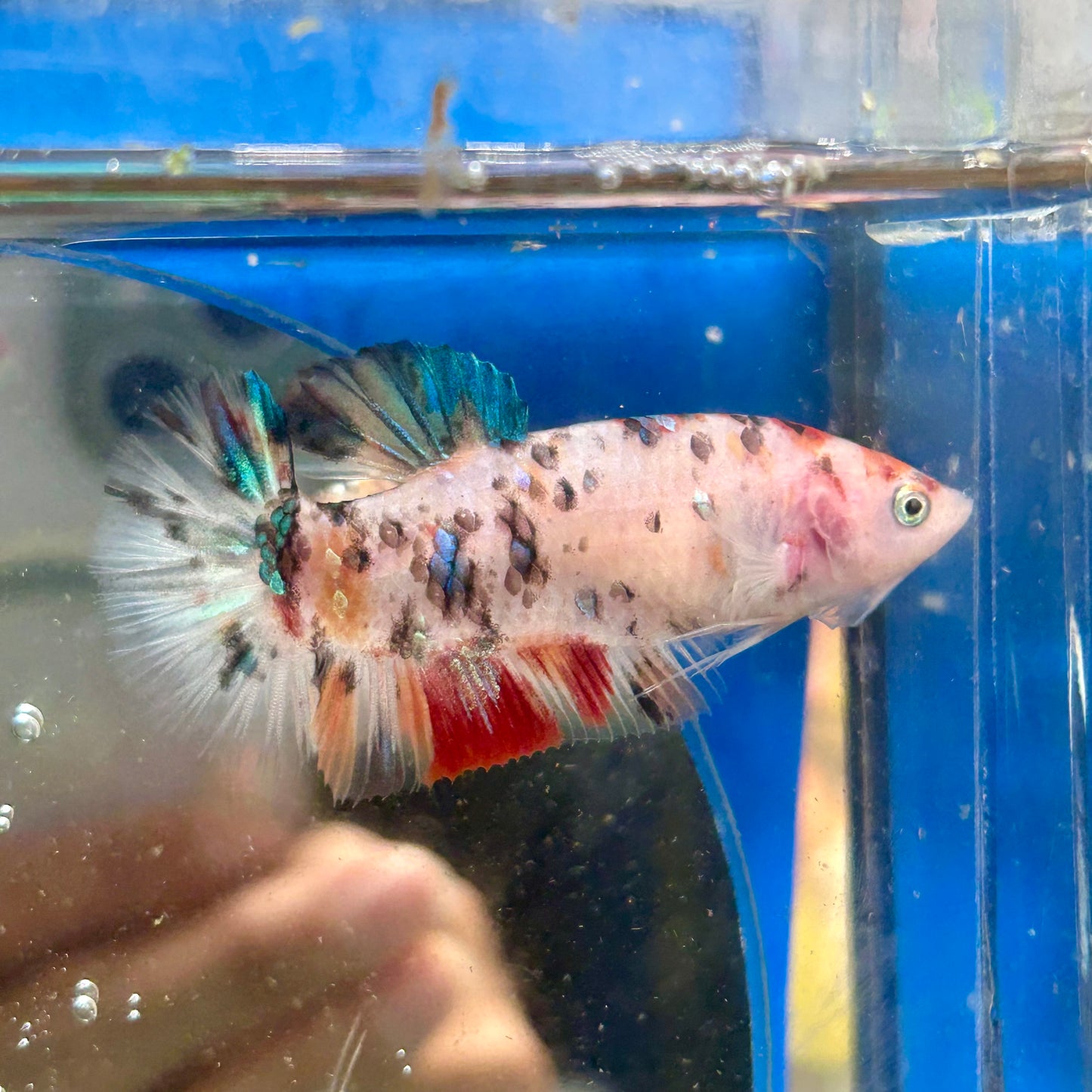 Multicolor Koi Giant Plakat - Female Betta 103