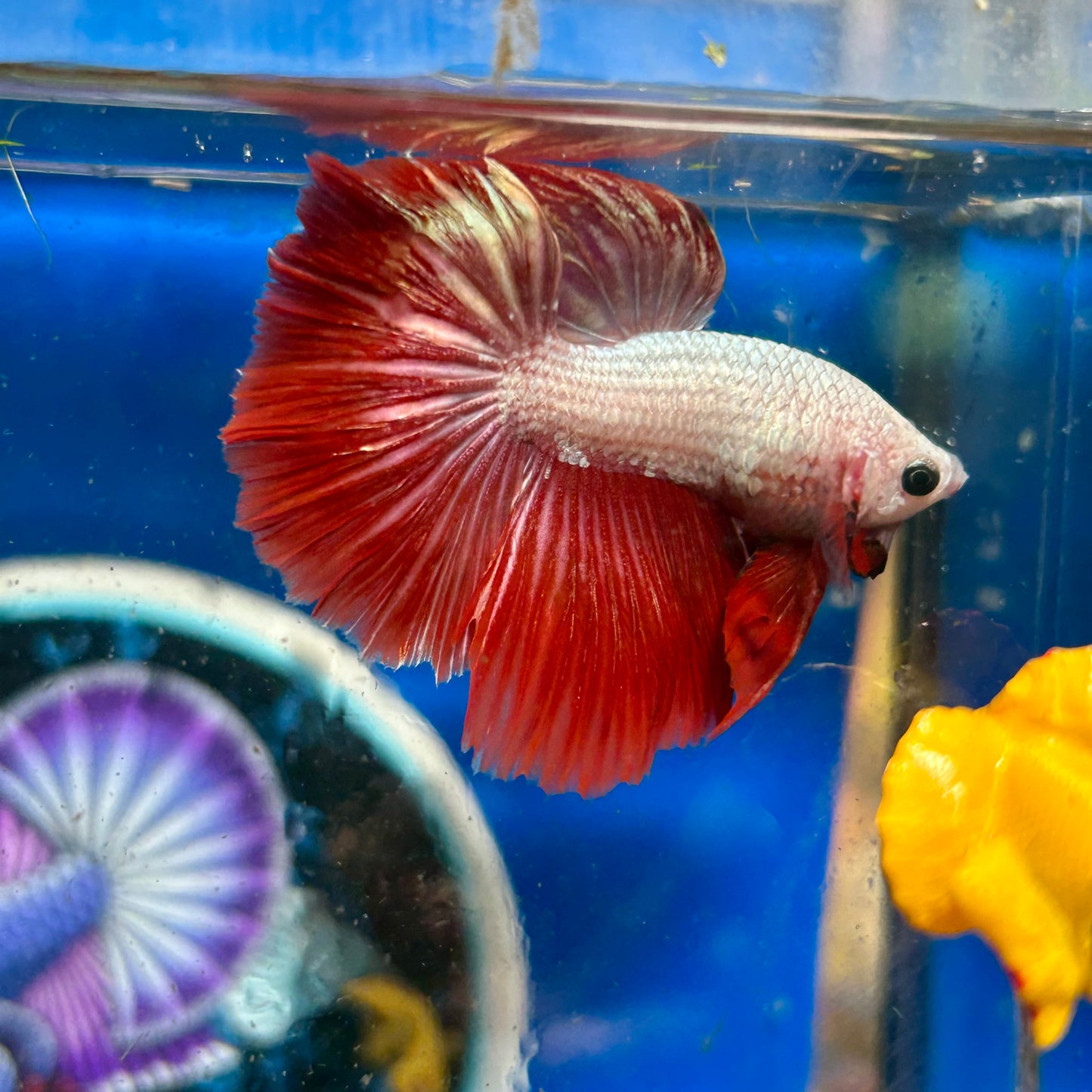 Red Dragon Halfmoon - Male Betta 021