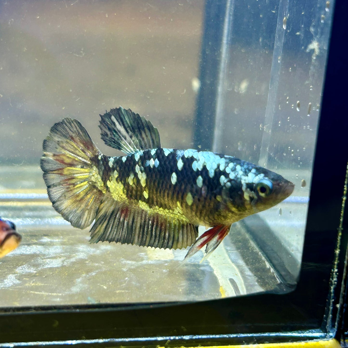 Avarta Copper Nebula Plakat - Female Betta 051