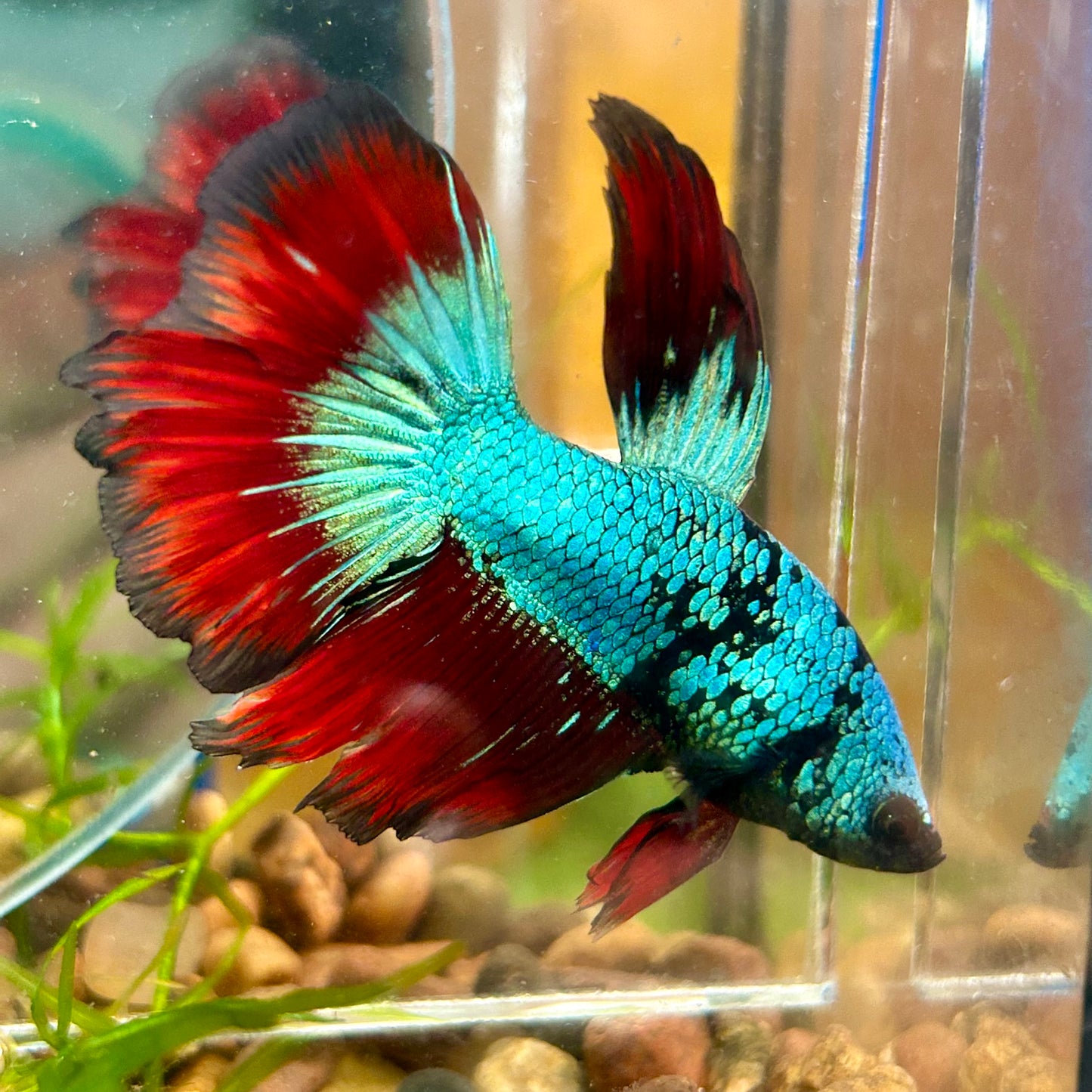 Avarta Vampire Halfmoon - Male Betta 013