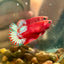 Red Fancy Plakat - Female betta 051